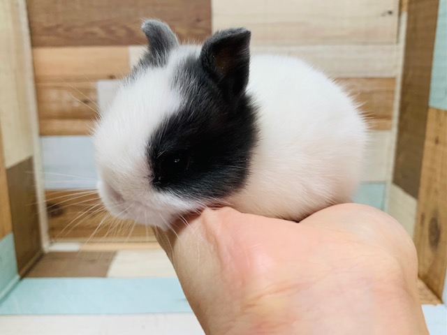 ころころなドワーフラビット入舎♡