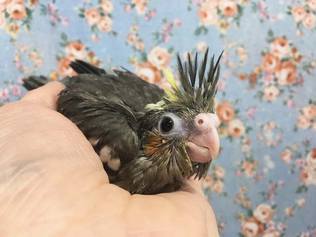 オカメインコ（ノーマル）　２０２０年１１月生まれ