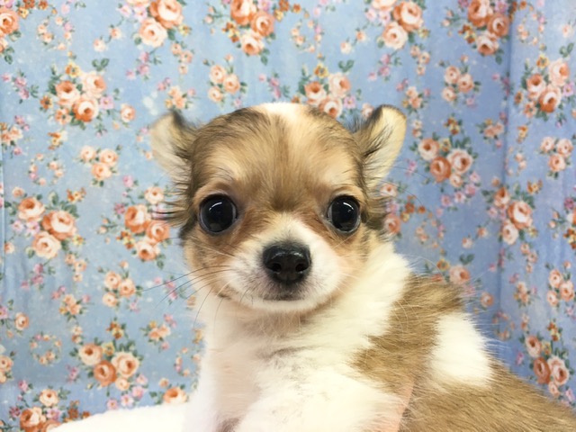 チワワ（パーティ）男の子　入舎！！