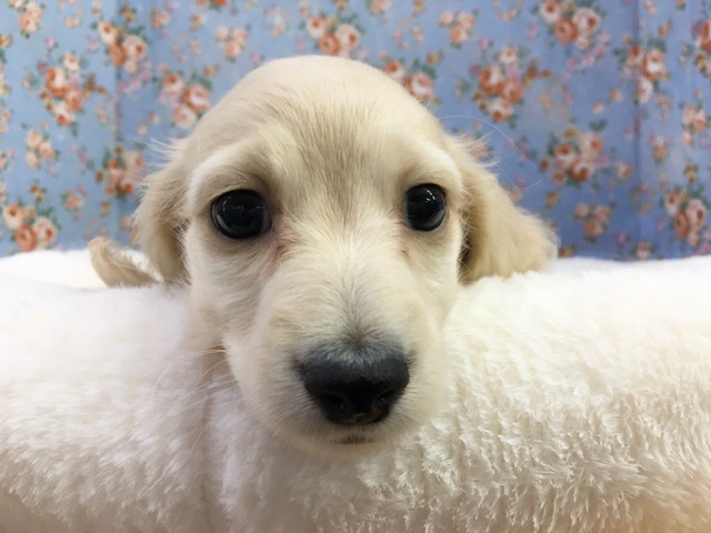 ミニチュア・ダックスフンド（イエロー）男の子　入舎！！