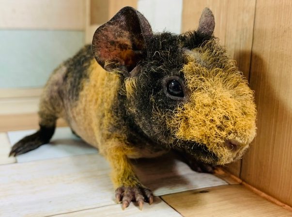 毛が生えちゃった?!スキニーギニアピッグ(ウエアーウルフ)