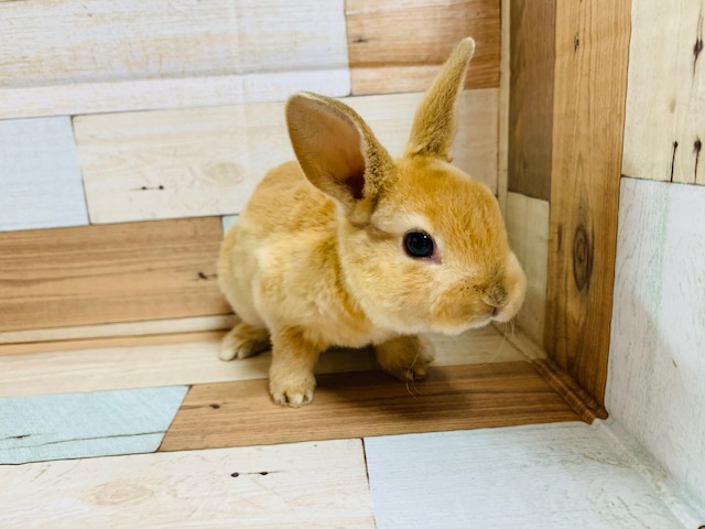 触ったらやみつきに♡レッキスちゃん♪