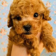 見ていると癖になる?!トイプードルくん☆