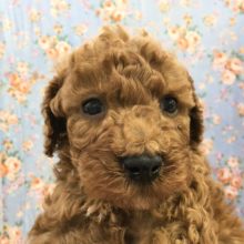 トイプードル（レッド）男の子　入舎！！