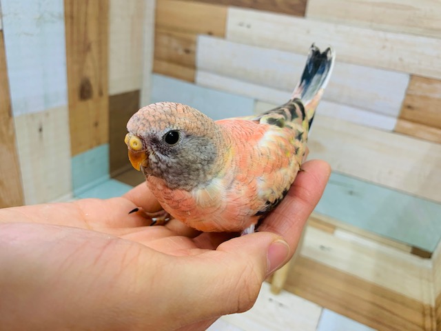 ピンクです！ローズ秋草インコ