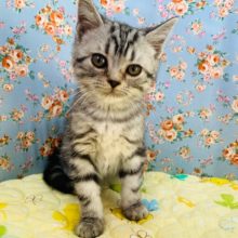 まんまるアメショーくんいます♪