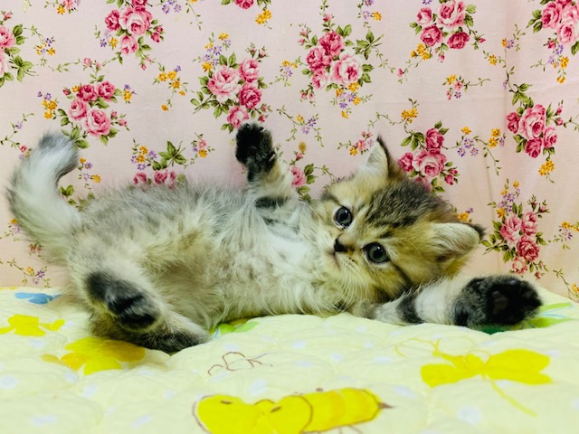 ごろんごろんしちゃうミヌエットちゃん入舎☆