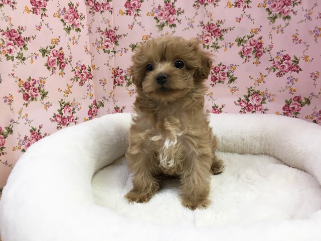 マルチーズ×トイプードル　女の子　入舎！！