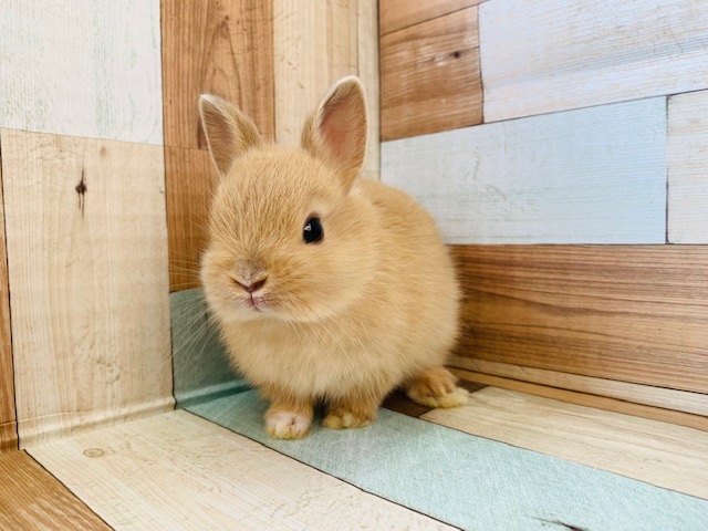 つまり顔のドワーフラビットちゃん♡