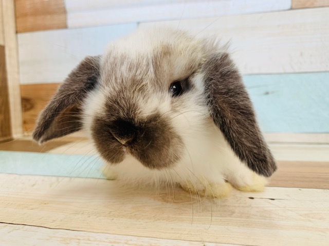 手の上で寝ちゃう♡ホーランドロップくん！！