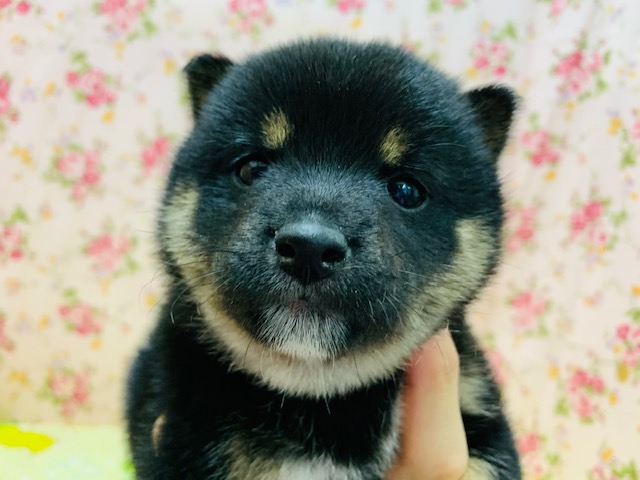 犬舎デビュー！！むちむちの黒豆柴ちゃん♡