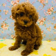 くりっくりのおめめ♡トイプードルくん☆