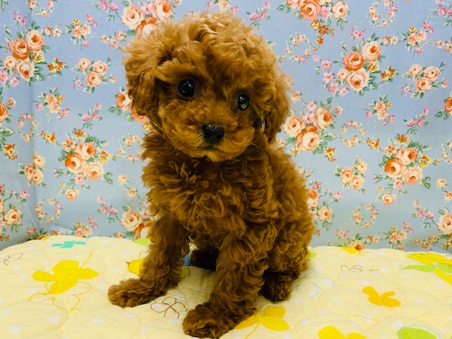 くりっくりのおめめ♡トイプードルくん☆