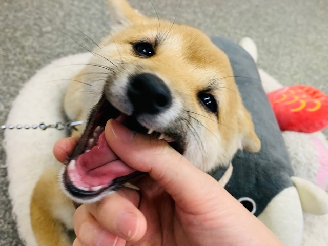 ふれあえます！豆柴ちゃん♡