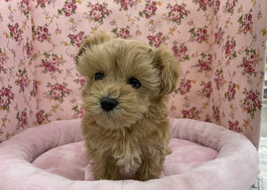 圧倒的人気のミックス！！ マルチーズ×トイプードルの女のコ 2020.12/21撮影