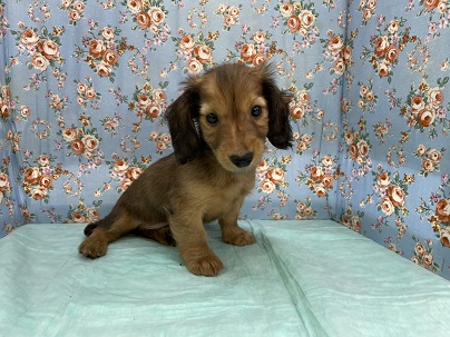 つぶらな瞳です!! ミニチュアダックスの男のコ 2020.12/6撮影