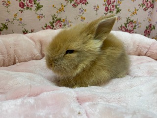 マイペース☆ツンデレ顔？？(笑)ロップイヤー☆