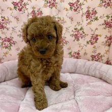 お問い合わせNo.1!!　トイプードルの女のコ 2020.12/29撮影