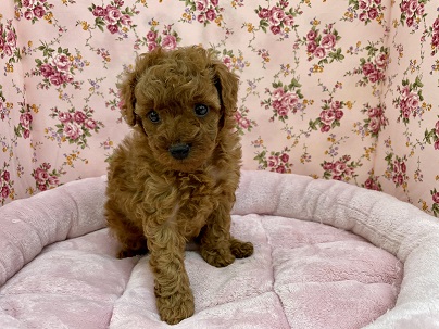 お問い合わせNo.1!!　トイプードルの女のコ 2020.12/29撮影