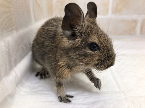 周りに興味津々！デグー（ノーマル）の男の子がやって来ました！