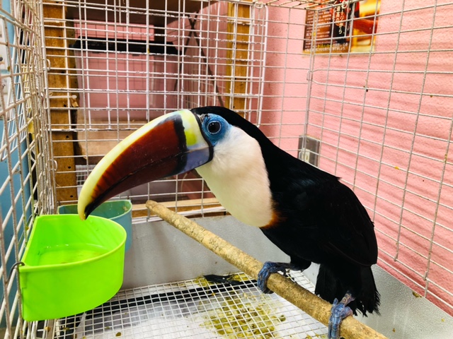 なでなでカキカキやフードキャッチできます！動物園にいる鳥さんシロムネオオハシ☆