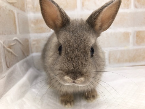 ふわふわです！ネザーランドドワーフ（オパール）！