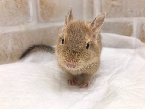 人気カラー！デグー（サンド） 女の子