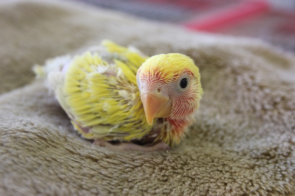 コザクラインコ（ゴールデンチェリー）ヒナちゃん