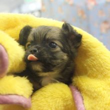 よちよち♪とってもかわいいチワワくん♂