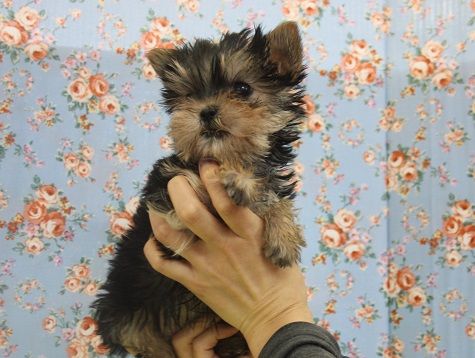 かわいいMＩＸくん、いますよ～＾＾*