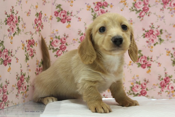 とっても甘えん坊♪Ｍﾀﾞｯｸｽちゃん♀