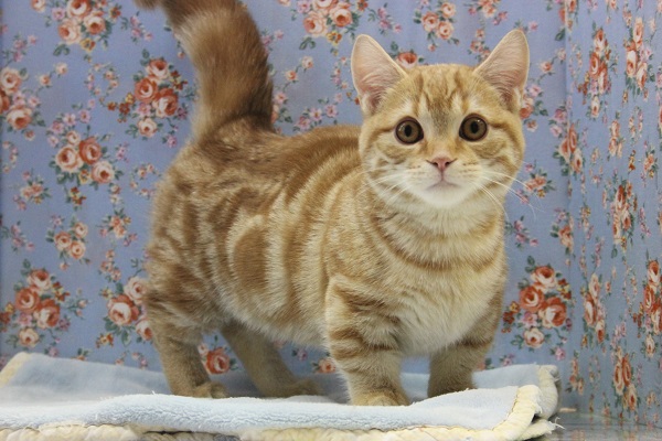 スリスリスリ♪穏やかなマンチカンくん★♂