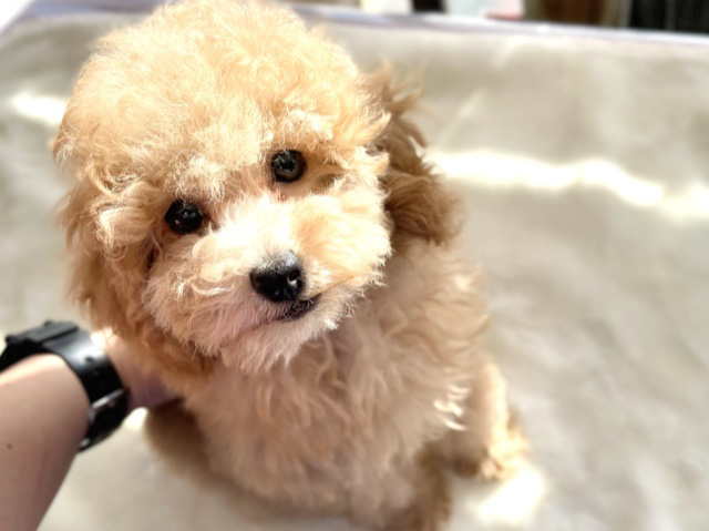 トイプードル（アプリコット）　2020年10月1日生まれ　男の子