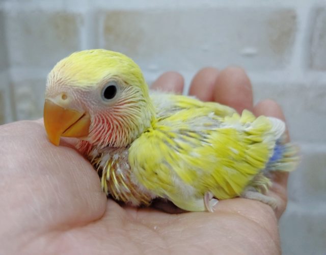 　小桜インコ☆ゴールデンチェリー 2021年01月24日