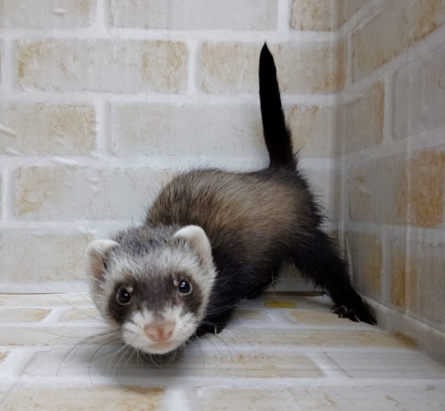 可愛らしいお顔！マーシャル・フェレット☆セーブル 2021年01月10日撮影