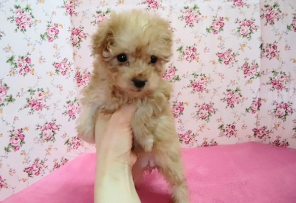 MIX犬(ダックス×トイプードル)女の子♪