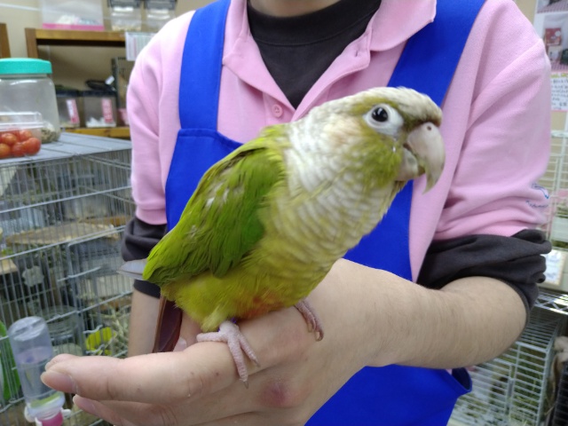 パイナップルカラーのウロコインコちゃんいますよ〜