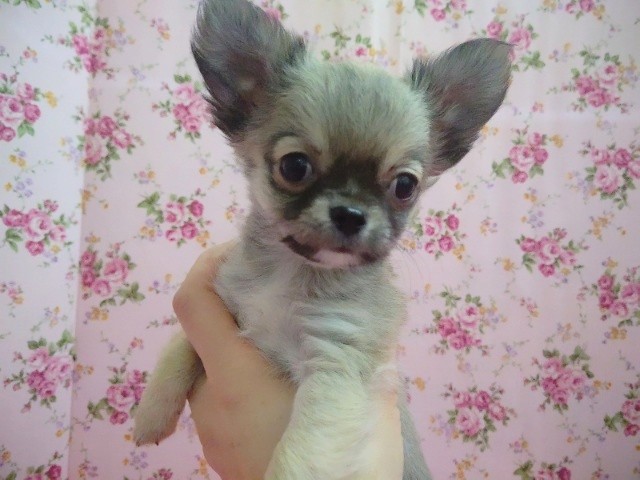 元気いっぱい！ロングコートチワワ 女の子♪