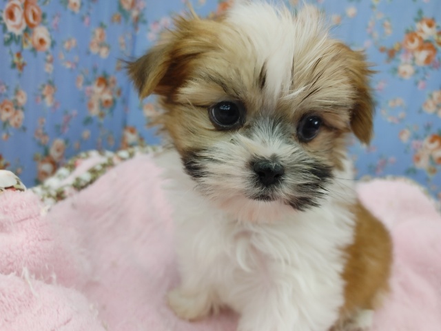 最新画像更新！！後ろ姿はシーズー？？MIX犬入荷しました～♪