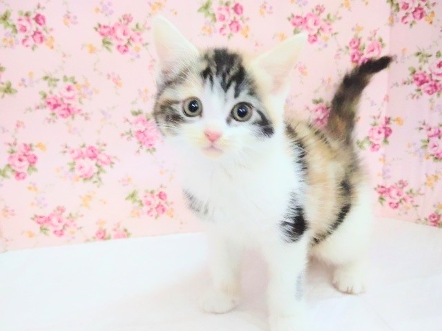 美人顔！アメリカンショートヘア 女の子♪