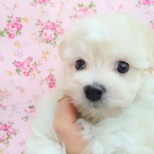 ふわもこ！MIX犬(マルプー) 女の子♪