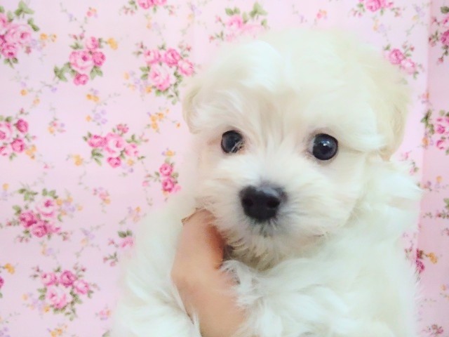 ふわもこ！MIX犬(マルプー) 女の子♪