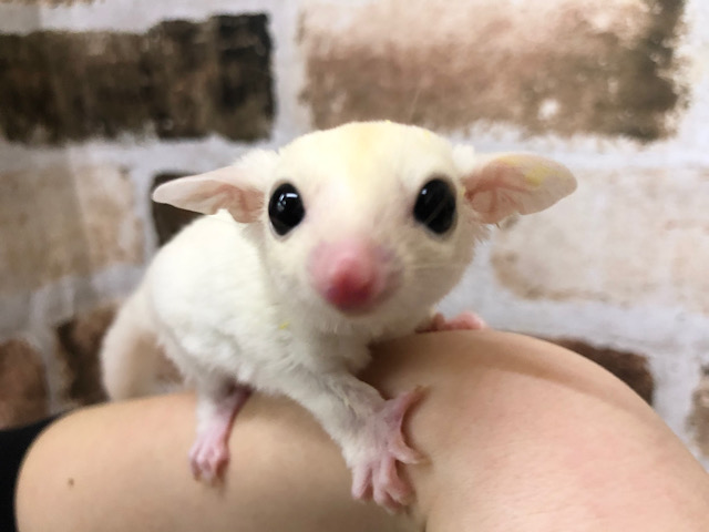 どんな瞬間も天使すぎる♥フクロモモンガくん(リューシスティック)