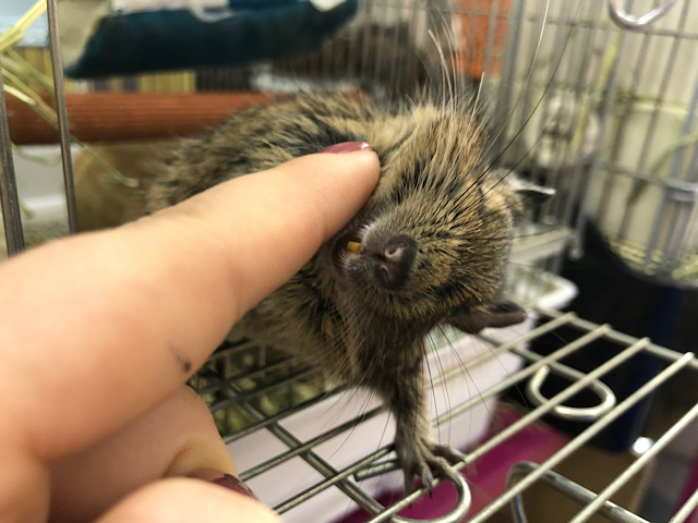 かきかき大好きガール♡デグーちゃん(ノーマル)