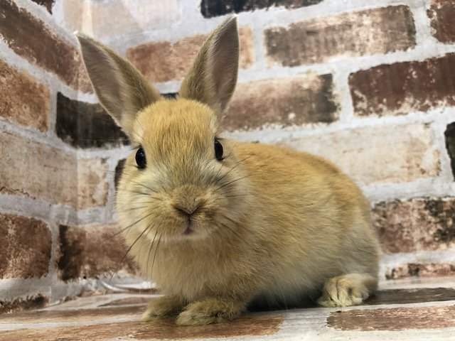 どこまでもついてきてアピールするよ♪ミニウサギ(オレンジ)