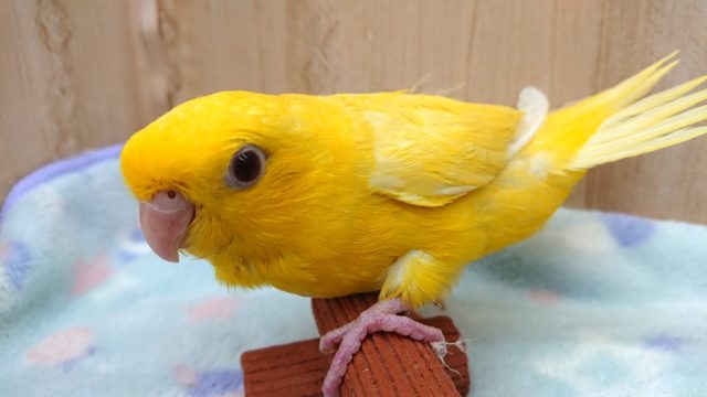 最新画像☆３月５日～よちよちです♪サザナミインコ(ルチノー)～～