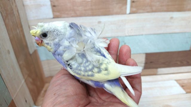 なかなか華やかな巻き毛です！羽衣セキセイインコ～～