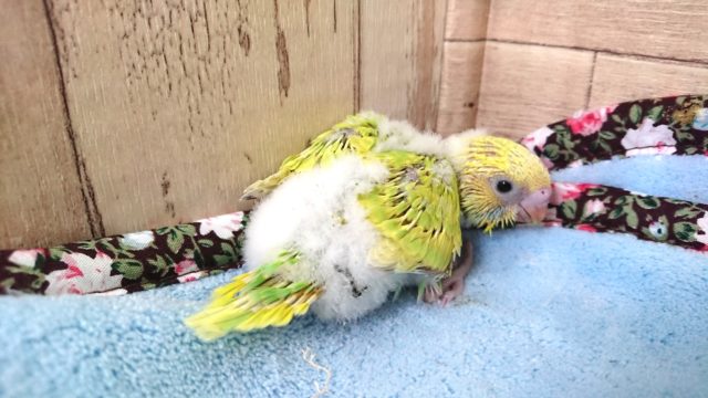柑橘系っぽい？セキセイインコ～スパングルになりますっ　２０２１　1月7日