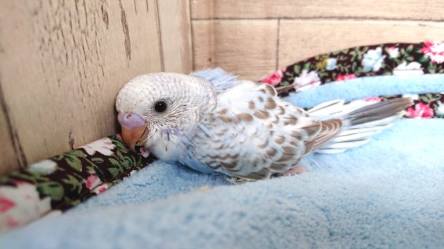 シナモンカラーがｽﾃｷです☆セキセイインコ～～　２０２１　1月７日