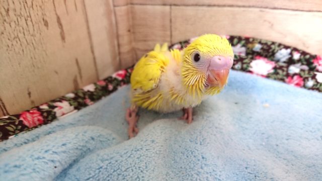 久々！黄色の黒目ー　セキセイインコ　ダブルファクター